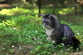 Kissa on Birdlife Suomen mukaan luokiteltu yhdeksi maailman sadasta haitallisimmasta vieraslajista.