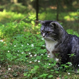 Kissa on Birdlife Suomen mukaan luokiteltu yhdeksi maailman sadasta haitallisimmasta vieraslajista.
