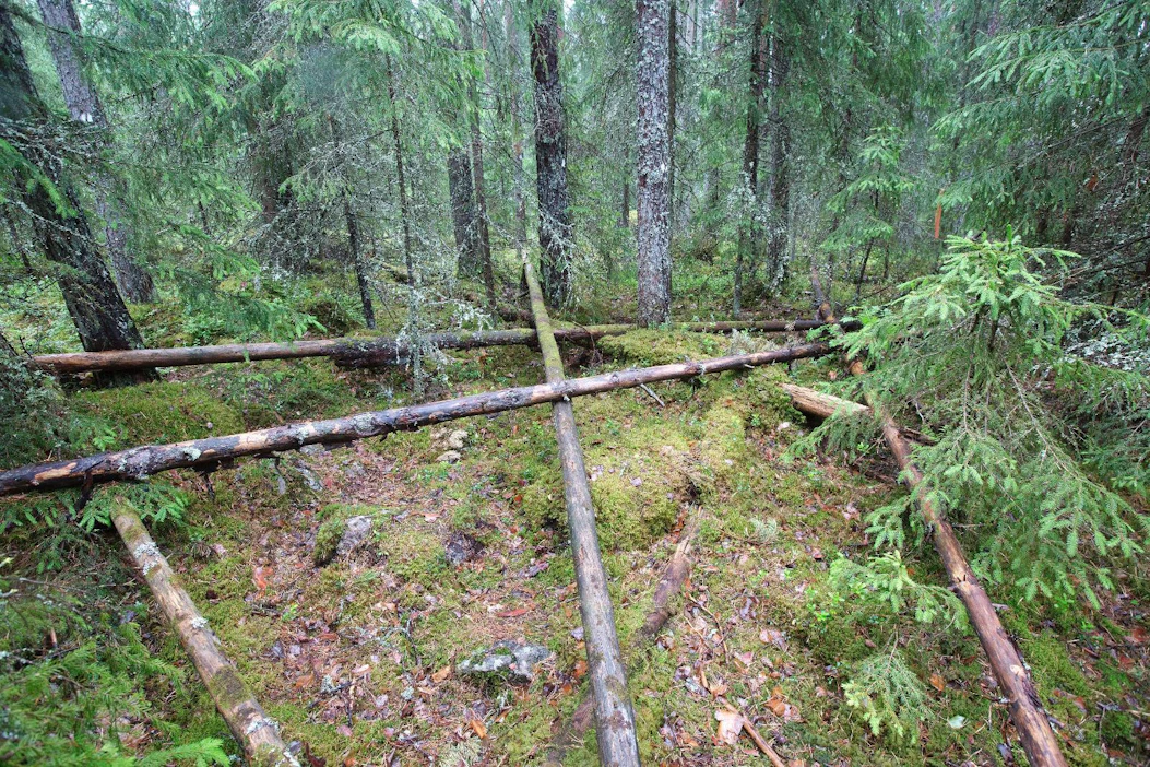 Etelä-Suomen talousmetsissä lahopuuta on keskimäärin vain neljä kuutiota hehtaarilla.