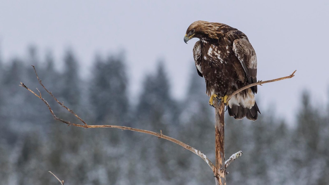 Omistajan mukaan koiran vei joko maakotka (kuvassa) tai merikotka.