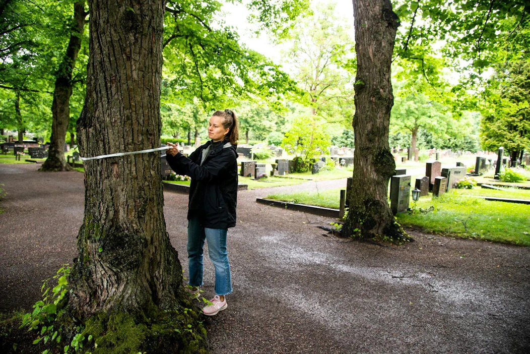 Hautausmaalta löytyy useita eri puulaleja ja osa puista on hyvinkin vanhoja. Lindbohm mittaamassa puun läpimittaa talmeterilla.