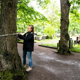 Hautausmaalta löytyy useita eri puulaleja ja osa puista on hyvinkin vanhoja. Lindbohm mittaamassa puun läpimittaa talmeterilla.