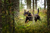 LähiTapiolan kissa- tai koiravakuutuksen enimmäiskorvaussumma vakuutuskaudelle on nykyään joko 1 000, 1 700 tai 3 000 euroa.