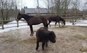 Melmas-tallin kolme muskettisoturia: etualalla Martti-poni, keskellä Luxorious Lord ja takana uusi tulokas Daddy Boy eli "Nalle".