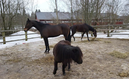 Melmas-tallin kolme muskettisoturia: etualalla Martti-poni, keskellä Luxorious Lord ja takana uusi tulokas Daddy Boy eli "Nalle".