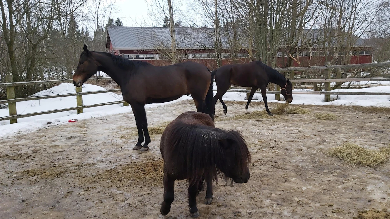 Melmas-tallin kolme muskettisoturia: etualalla Martti-poni, keskellä Luxorious Lord ja takana uusi tulokas Daddy Boy eli "Nalle".