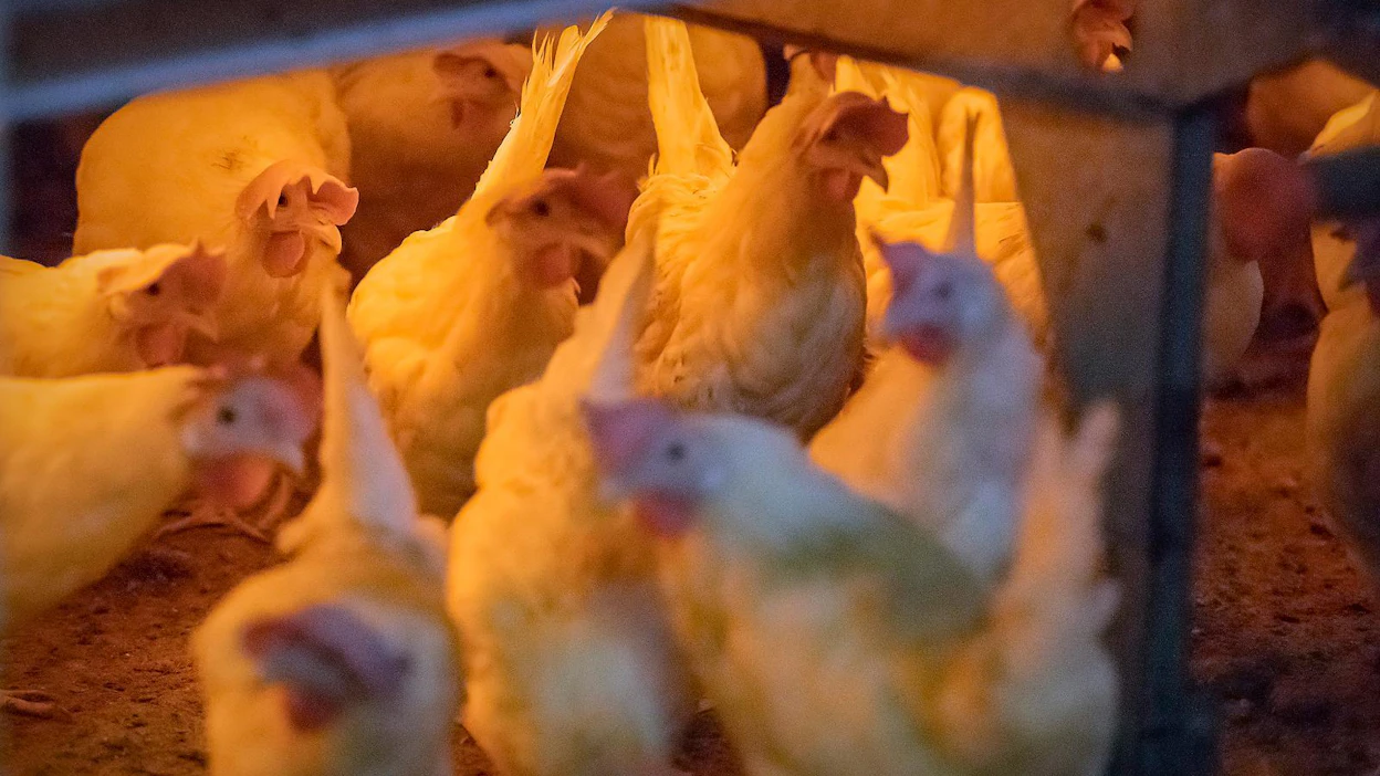 Asiantuntijaeläinlääkäri muistuttaa, että kehitysmaissa antibiootteja käytetään aivan eri tavalla Suomeen verrattuna. Kuvituskuva.
