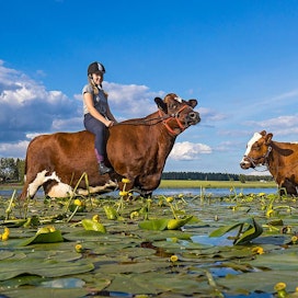 Irina Ala-Kopsala on kouluttanut muutaman kotitilansa lehmistä ratsuksi. Mukana ratsastamassa ystävä Alina. Kuva on kirjan kansikuva.