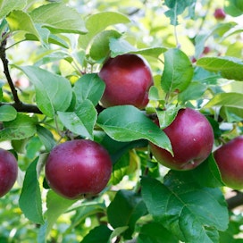 Nurmijärvellä esimerkiksi ylijääneet omenat voi lahjoittaa hyötykäyttöön kunnan keittiöihin.