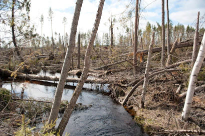 Vahingoittuneita havupuita saa jättää esimerkiksi metsälain 10 §:n mukaiseen erityisen tärkeään elinympäristöön.