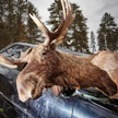 Kuvituskuva Hirvimerkki-kampanjan täytetystä hirvikolarihirvestä.
