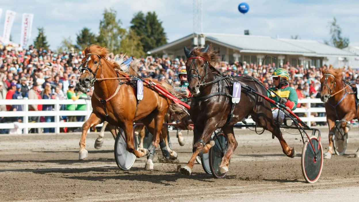 Jani Suonperän Landen Paukku on Derbyn ennakkosuosikki. Vixeli haastoi hyvin jo Pikkukunkussa ja on taas voittotaistossa.