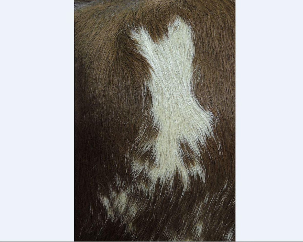 Tällainen on Joogan Suomi-läikkä.