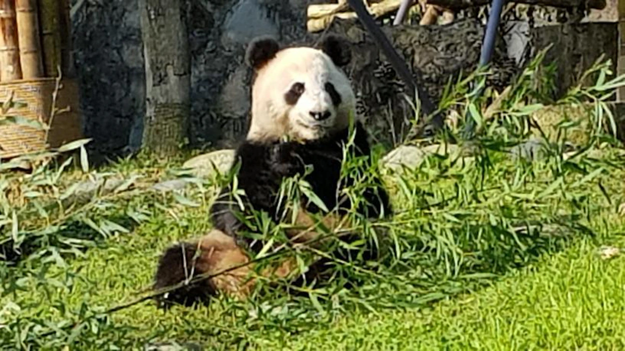 Pandapariskunnalla on näköyhteys toisiinsa, mutta muuten ne pysyttelevät omissa oloissaan. Kuvassa Lumi-panda.