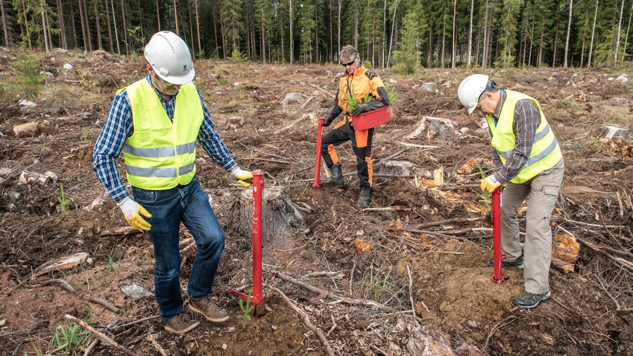 EU-maiden johtavat metsävirkamiehet tutustuivat suomalaiseen metsätalouteen UPM:n metsätilalla Mäntsälässä tiistaina. Kuvassa Fergus Moore Irlannista (vas.) ja András Szepesi Unkarista kokeilivat pottiputkella istuttamista. Taustalla Jukka Hapulahti UPM:ltä.