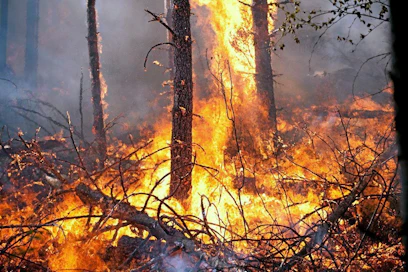 Tuli ja palanut puu ovat Suomessa merkittäviä metsäluonnon monimuotoisuuden lisääjiä, sillä suuri osa paloriippuvaisista lajeista on uhanalaisia.