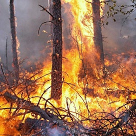 Tuli ja palanut puu ovat Suomessa merkittäviä metsäluonnon monimuotoisuuden lisääjiä, sillä suuri osa paloriippuvaisista lajeista on uhanalaisia.