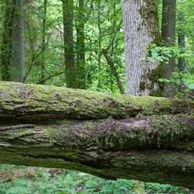 Bielowiezan alue on suurin jäänne metsistä, jotka aikoinaan peittivät laajaa osaa Euroopasta.