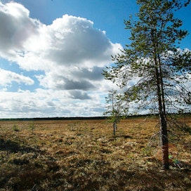 Valtio on ostanut Vapolta 1200 hehtaaria suota luonnonsuojelualueiksi.