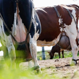 EU tukee maidon tuotantoa vähentäviä tiloja. Kuvan naudat eivät liity uutiseen.
