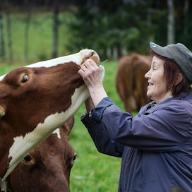 Lehmät tuntevat minut täysin, sanoo Kirsti Myllymäki-Saarikko.