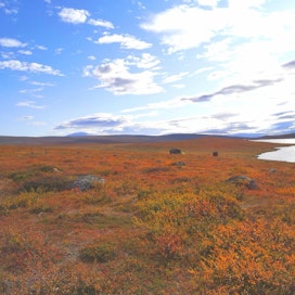 Enontekiön Kilpisjärvellä ruskan värit ovat hehkuneet tällä viikolla Ailakkajärven ympäristössä.