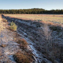 Ilmastoasiantuntijat kaipaavat kannustimia heikkotuottoisten turvepeltojen poistamiseen viljelystä. Kuvassa vuonna 2000 suosta raivattua turvepeltoa.
