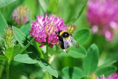 Kimalainen apilassa. 