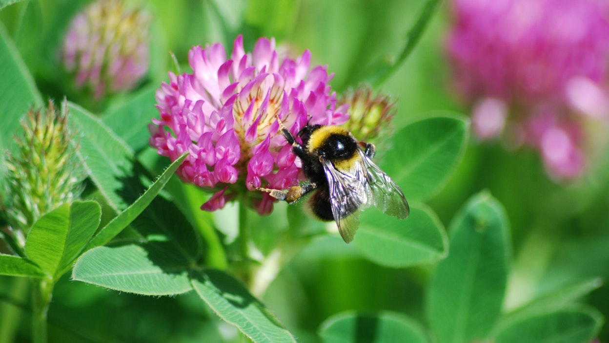 Kimalainen apilassa.