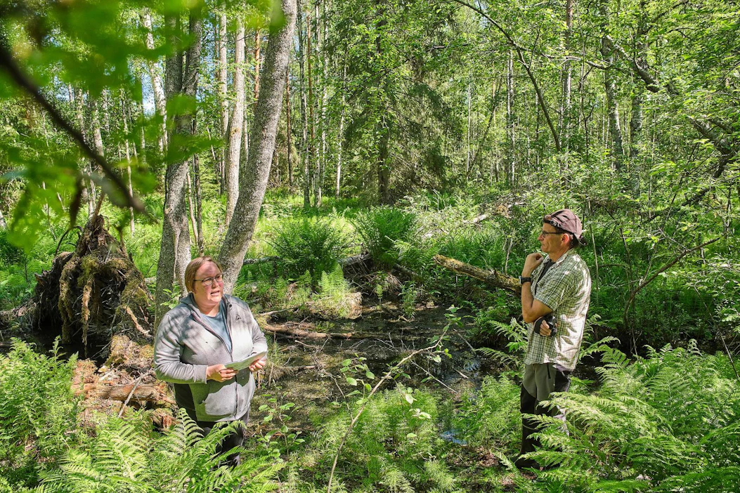 Metsäkeskuksen luonnonhoidon asiantuntija Mari Pänkäläinen esitteli Luhangassa ympäristötuella kunnostettua rehevää puronvarsikohdetta.
