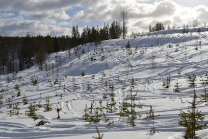 Metsähallituksen mailla Pudasjärven Syötteen Karsikkokankaalla oli ajettu toissa viikonlopun aikana luvattomasti moottorikelkoilla. Kelkat katkoivat taimia ja aiheuttivat niihin vaurioita, jotka pilaavat tulevan tukkiaineksen.