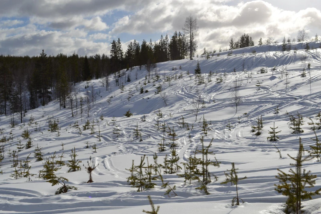 Metsähallituksen mailla Pudasjärven Syötteen Karsikkokankaalla oli ajettu toissa viikonlopun aikana luvattomasti moottorikelkoilla. Kelkat katkoivat taimia ja aiheuttivat niihin vaurioita, jotka pilaavat tulevan tukkiaineksen.