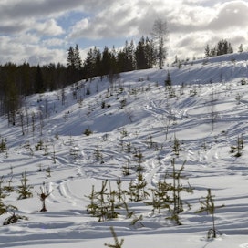 Metsähallituksen mailla Pudasjärven Syötteen Karsikkokankaalla oli ajettu toissa viikonlopun aikana luvattomasti moottorikelkoilla. Kelkat katkoivat taimia ja aiheuttivat niihin vaurioita, jotka pilaavat tulevan tukkiaineksen.