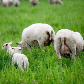 Skotlannissa on paljon karjataloutta ja lampaat laiduntavat läpi vuoden.