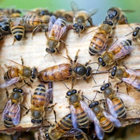Mehiläiset, kuten muutkin pölyttäjät, ovat elintärkeä ruokaketjun osa.