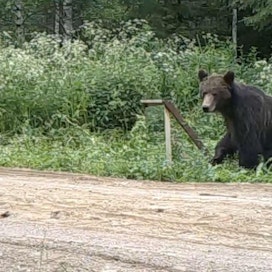Karhu yllättyi peilistä.