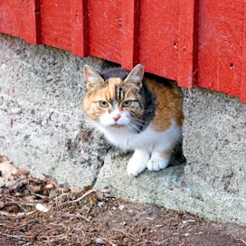 Alapohjan tuuletusaukko kissan luukku rossipohja rakennus rakentaminen kissa