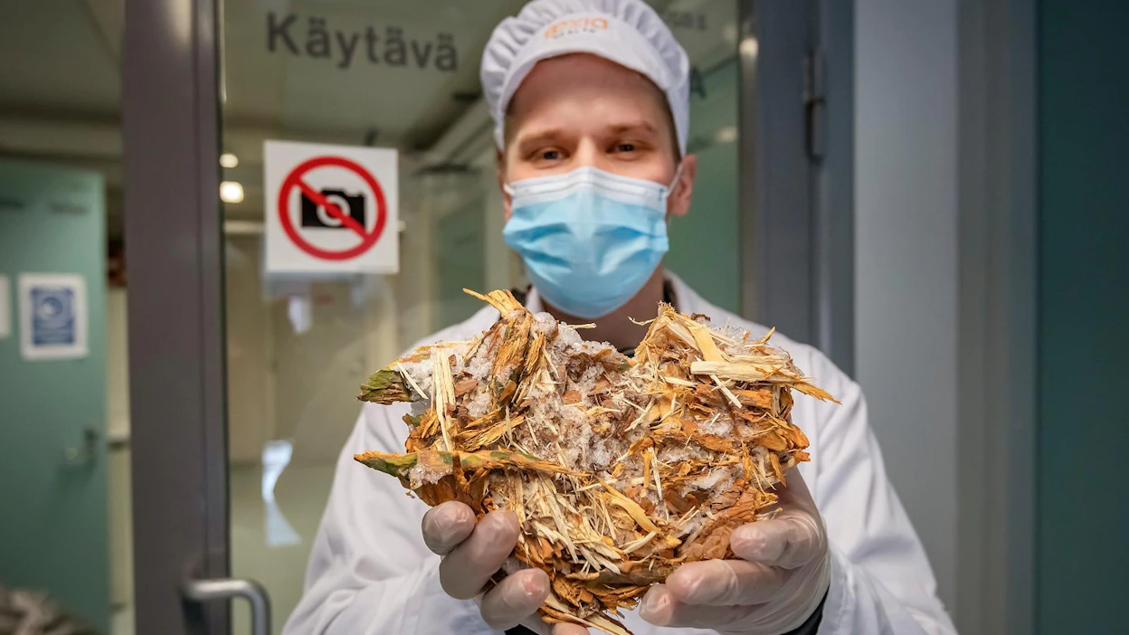 Eevia Health on pakastanut männynkuoren, jotta se ei pilaannu. Laadun on oltava ensiluokkaista, kertoo yhtiön teknologiajohtaja Petri Lackman.