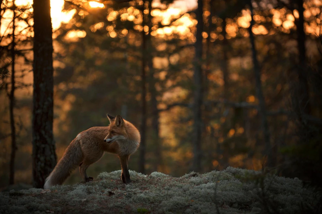 Suomessa runsastunut kettukanta sysää pohjoisen naalia ahtaalle. Koiraeläinten runsastuminen lisää myös loisten määrää luonnossa.