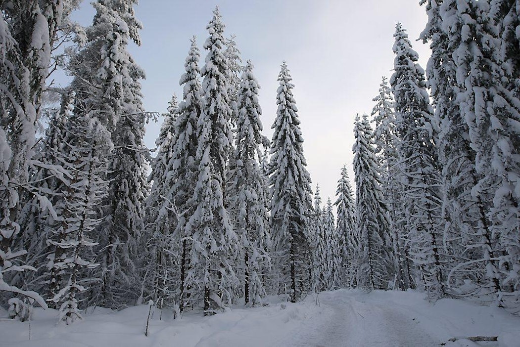 Metsä, lumi, talvi.