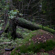 Hallitus teki viime vuonna kiistellyn päätöksen siitä, millaisia vanhoja metsiä valtio suojelee alueillaan. LEHTIKUVA / Jussi Nukari.