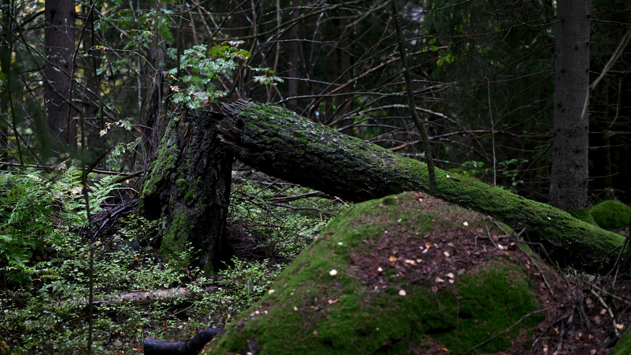 Hallitus teki viime vuonna kiistellyn päätöksen siitä, millaisia vanhoja metsiä valtio suojelee alueillaan. LEHTIKUVA / Jussi Nukari.