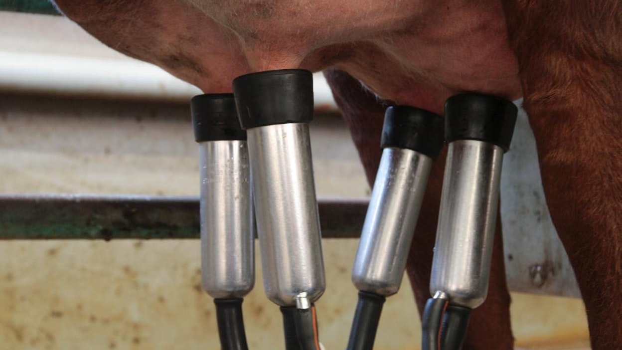 Eurooppalainen maidontuotanto ärsyttää uusseelantilaisia.