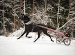 "Viimeisen parin vuoden aikana on oppinut paljon ihan tekemisen kautta. Kun määrää on paljon, sitä oppii", Kimmo Ahola sanoo. Aholan tilastot viime vuodelta löytyvät kuvakarusellista.