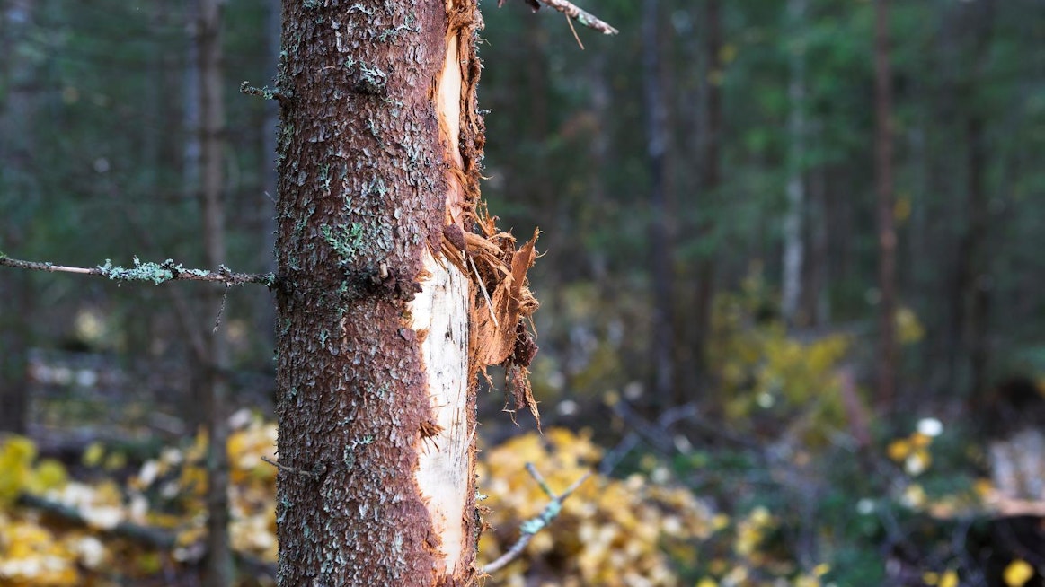Eniten huomautettavaa löytyi korjuuvaurioista.
