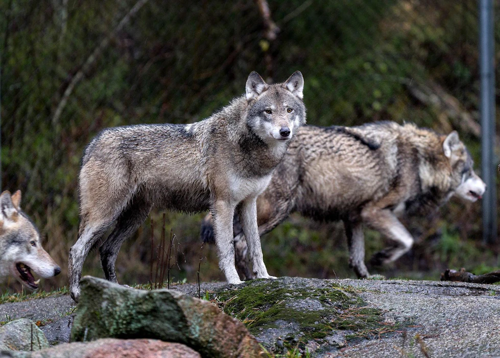 Suojelujärjestöt tahtoisivat nelinkertaistaa Suomen susien määrän.