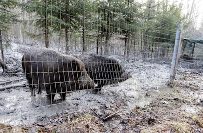 Viranomaiset löysivät tarkastuskäynnillään ainoastaan tyhjän aitauksen. Näin ollen tässä kuvassa näkyvät villisiat on siirretty johonkin ennen tarkastusta.