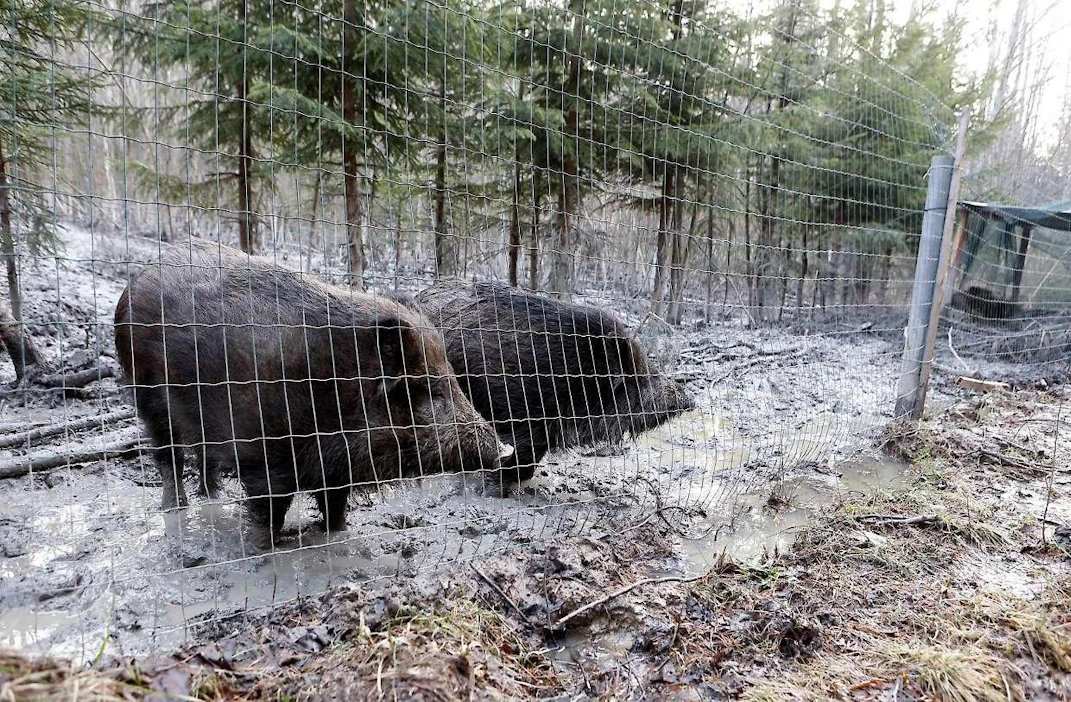 Viranomaiset löysivät tarkastuskäynnillään ainoastaan tyhjän aitauksen. Näin ollen tässä kuvassa näkyvät villisiat on siirretty johonkin ennen tarkastusta.