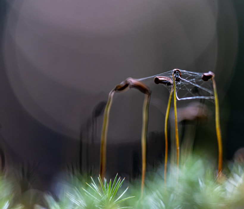 Hämähäkki on kietonut seittinsä itiöpesäkkeiden ympärille.