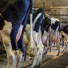 Maitotilojen vähenemisestä huolimatta tuotetun maidon määrä pysyy suunnilleen samana, koska jäljelle jäävät tilat ovat suurempia.